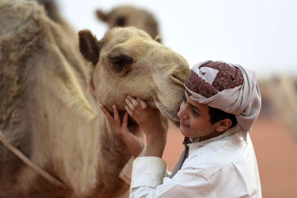 Фото: В Саудовской Аравии проходит верблюжий фестиваль имени короля Абдуль-Азиза
