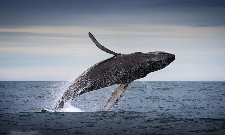 Видео: Ученые показали Антарктику глазами кита