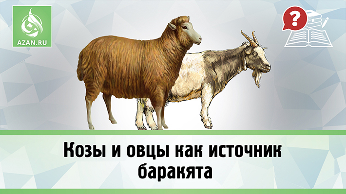 Козы и овцы как источник баракята