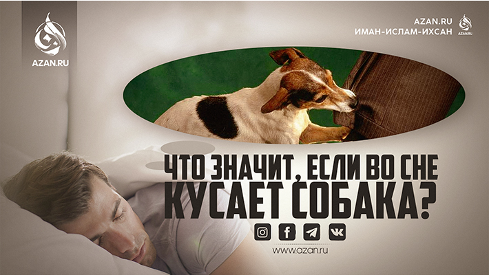 Исламский сонник: Что значит, если во сне кусает собака? | Azan.ru