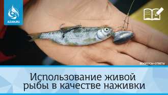 Использование живой рыбы в качестве наживки