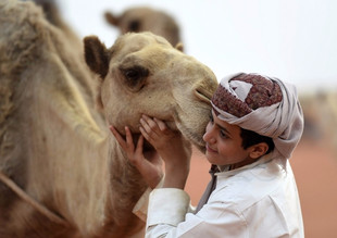 Фото: В Саудовской Аравии проходит верблюжий фестиваль имени короля Абдуль-Азиза
