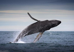 Видео: Ученые показали Антарктику глазами кита