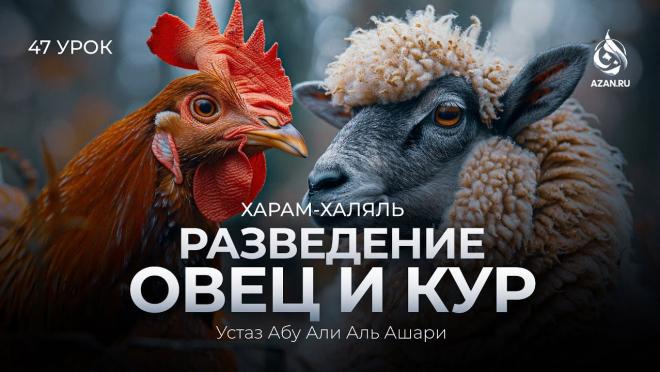 Урок №47. Разведение овец и кур, доение животных и забота о пчёлах